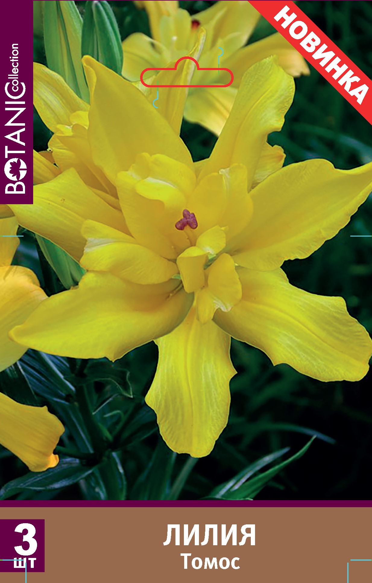 Лилия азиатская махровая Томос